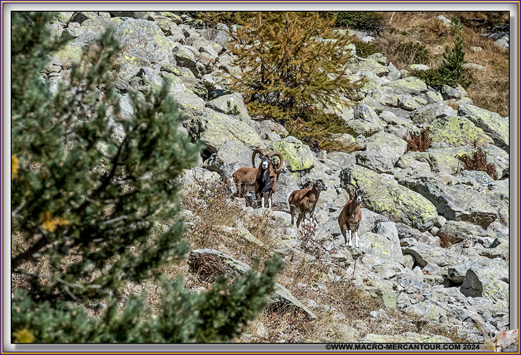 MOUFLONS